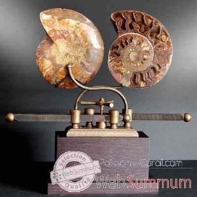 Ammonite sciee Objet de Curiosite -FO002